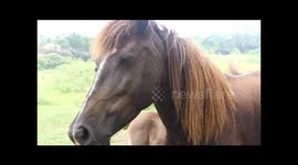 SUMATERA KUDA IN THE BIRTH OF THE BIRTHDAY