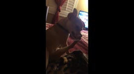 Chihuahua enjoys eating... its own foot?