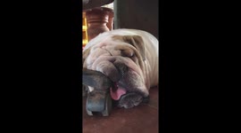 Bulldog falls asleep against chair leg
