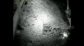 Killer Rat gets Killed