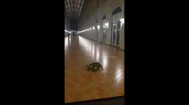 Don't disturb mating cat