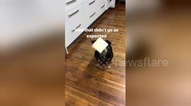 Blink and you'll miss it! Dog doesn't understand the point of the cheese challenge