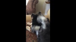 Madigan having none of it from new puppy