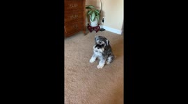Disgruntled Schnauzer having a conversation