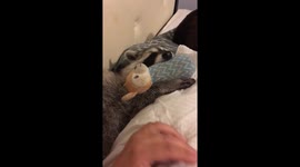 Who snores louder: the raccoon or the man?