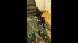 Loud fart scares puppy