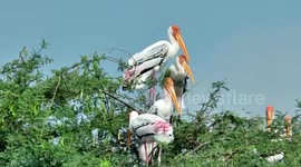 More than 35 thousands birds with 75 species spotted in bird count in southern India.