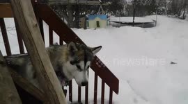 Alaskan Malamute Sojou Loves Winter Wonderland