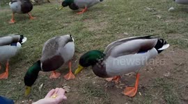 Bodiam Castle Ducks UK