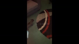 ORBS surrounding Pug Playing