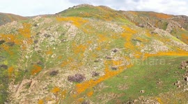 Poppies growing in California. The hills are a beautiful green after all of the rain.
