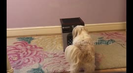 Cute dog using own washing machine
