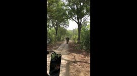 Elephant Chase in Jim Corbett