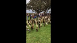 Enormous crowd of ducks gatecrashes winetasting in South Africa