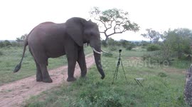 Bull elephant unexpectedly interrupts cameraman's sunset photography session
