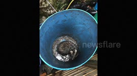 Badger rescue from a dustbin