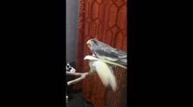 Pair of male cockatiels share very close bond