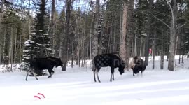 Moose sparring on ski slopes of Breckinridge, CO