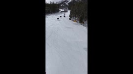 Moose in Breckinridge