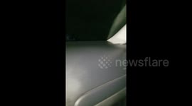 Zombie deer standing on the side of road.