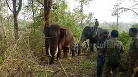 Crop-raiding elephant captured with help of tamed tuskers following a marathon operation in southern India