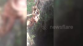 Spotted deer rescued from well in southern India; operation caught on camera