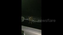 Driver spots 'zombie deer' standing motionless on US road