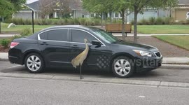Sandhill Crane pecks at parked car