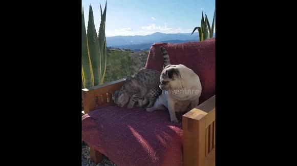 Cat wrestles pug off favourite cozy chair