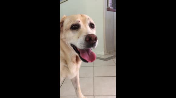 Labrador dog panting