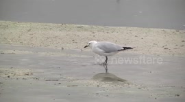 A nifty soft-foot shuffle – a Silver Gull stirring up food with its feet!