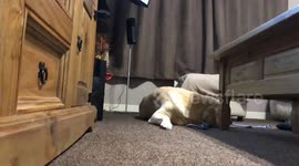 You'll look twice at your dog after seeing this labrador in timelapse