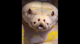 Intense staredown with 14-foot reticulated python