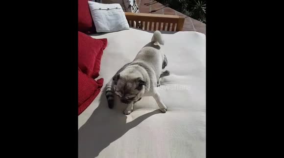 Pug and Cat scrapping