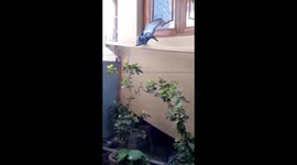 On the wings of lovely doves birds