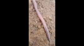 umbeliveble check this out very strange animal