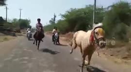 Stunning moment jockey gets back on saddle after falling off in village horse race 