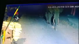 Terrying moment  forest guard run for safety as Single wild male elephant leaves the check post undistributed in Southern India.