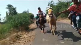 Astonishing moment Indian jockey manages to get back on saddle after falling from his horse