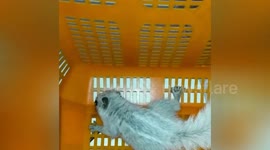 Rare Albion squirrel rescued from Mumbai