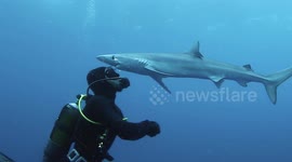 Diver receives a 'kiss' from a shark after they meet face-to-face in the deep