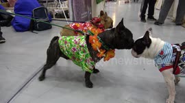 French bulldogs sparring for a fight