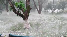 Hail and rain in the mango orchard