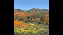 Poppies at walker canyon in Southern California super bloom