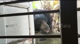 A bear rescued from residential area by forest team in Chanderpur in Maharashtra