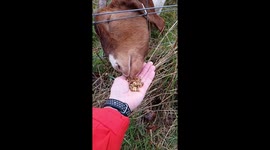 Slow Motion of Goat Eating