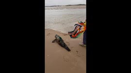British divers set rescued seal pup free after treating it at a vet