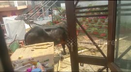 Watch - Bull climbed terrace of home and created ruckus in Lucknow