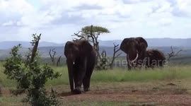 Interaction with Orphaned Elephants with Tim Brown Tours