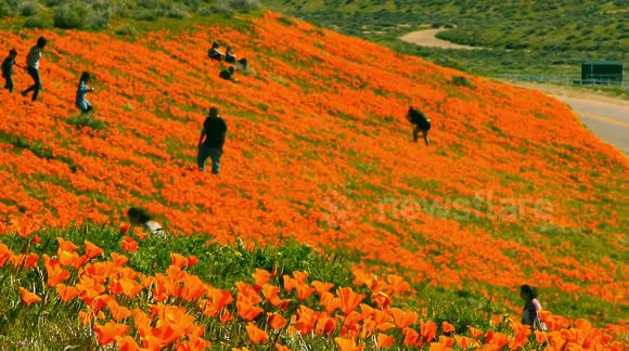 California poppy bloom flooding the hillsides with colour